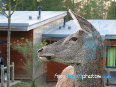 Deer Next To Huts Stock Photo