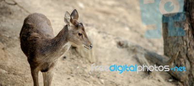 Deer Outside During The Day Stock Photo