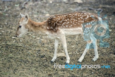 Deer Outside During The Day Stock Photo