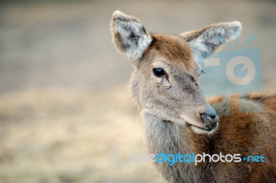 Deer Outside During The Day Stock Photo