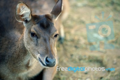 Deer Outside During The Day Stock Photo