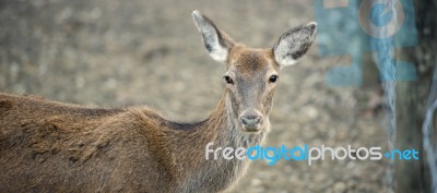 Deer Outside During The Day Stock Photo