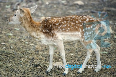 Deer Outside During The Day Stock Photo