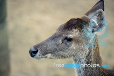 Deer Outside During The Day Stock Photo