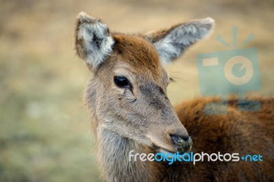 Deer Outside During The Day Stock Photo