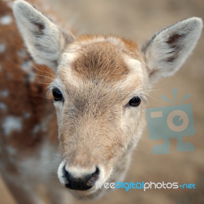 Deer Outside During The Day Stock Photo