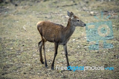 Deer Outside During The Day Stock Photo