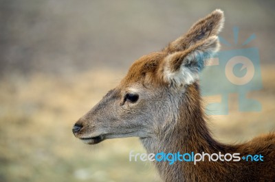 Deer Outside During The Day Stock Photo