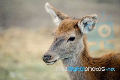 Deer Outside During The Day Stock Photo