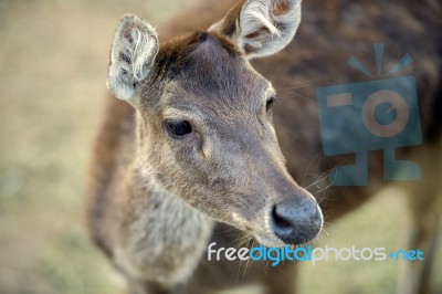 Deer Outside During The Day Stock Photo