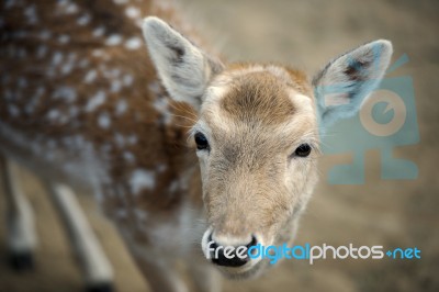 Deer Outside During The Day Stock Photo