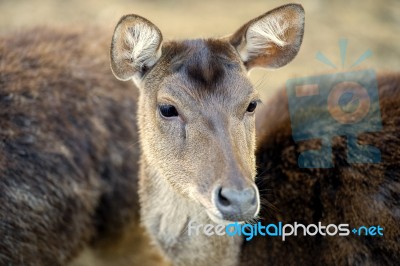 Deer Outside During The Day Stock Photo