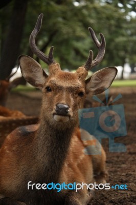 Deer Resting In Nara Park Stock Photo