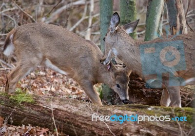 Deer Shows Her Mother's Love Stock Photo