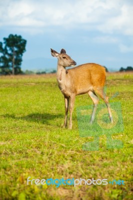 Deer Standing In The Summer Forest Stock Photo