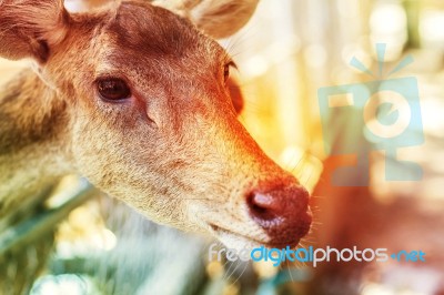 Deer To Light During The Daytime Stock Photo