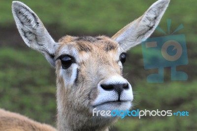 Deer With Big Ears Stock Photo