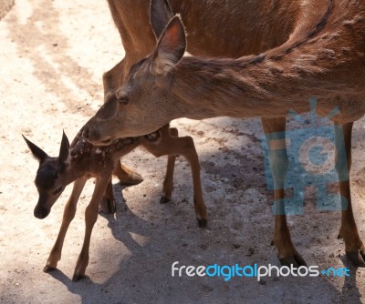 Deer With Fawn In The City Zoo Stock Photo