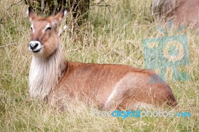 Defassa Waterbuck (kobus Ellipsiprymnus) Stock Photo