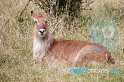 Defassa Waterbuck (kobus Ellipsiprymnus) Stock Photo