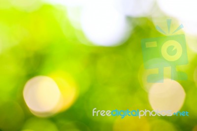 Defocused Abstract Bokeh Foliage Stock Photo