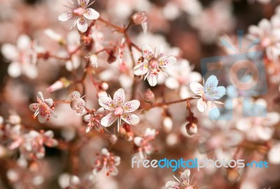 Defocused Pink Sedum Flowers Stock Photo