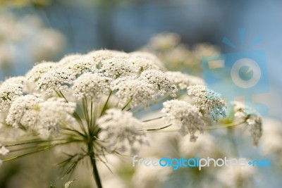 Defocused White Hemlock Head Stock Photo