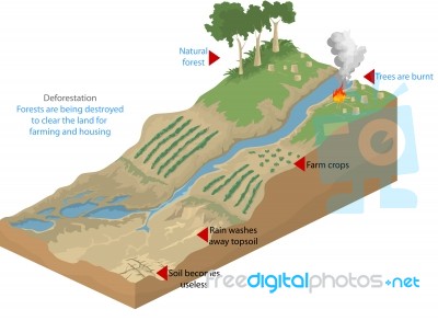 Deforestation Stock Image