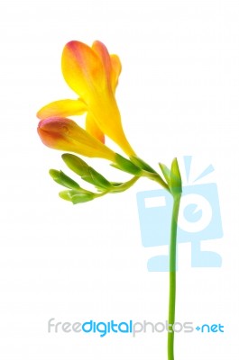 Delicate Yellow Freesia On The White Background Stock Photo