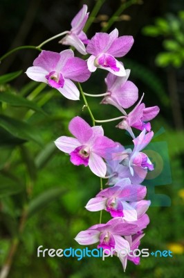 Dendrobium Ali Bongo Ondimba 'sylvia' (dendrobium Masako Kotaish… Stock Photo