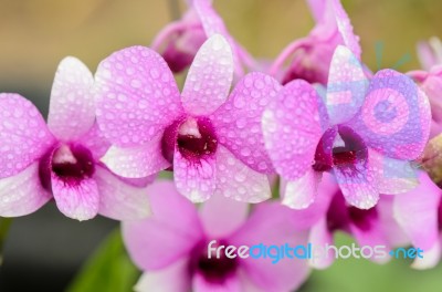 Dendrobium Orchid Hybrids Is White And Pink Stripes Stock Photo