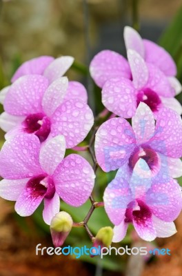 Dendrobium Orchid Hybrids Is White And Pink Stripes Stock Photo