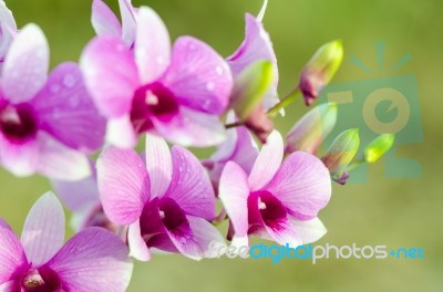 Dendrobium Orchid Hybrids Is White And Pink Stripes Stock Photo