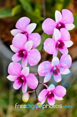 Dendrobium Orchid Hybrids Is White And Pink Stripes Stock Photo