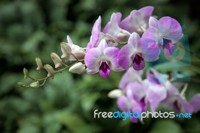 Dendrobium Sheikh Sabah Al-ahmad (dendrobium Neha X Dendrobium C… Stock Photo