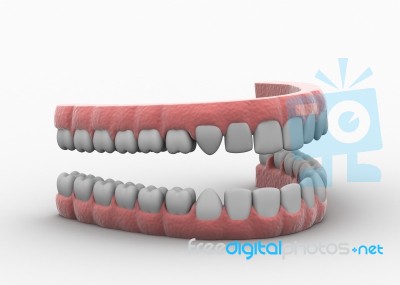 Dental Teeth Model Stock Image