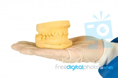 Denture Mold Stock Photo