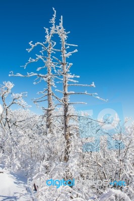 Deogyusan In Winter,korea Stock Photo