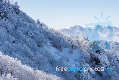 Deogyusan In Winter,korea Stock Photo