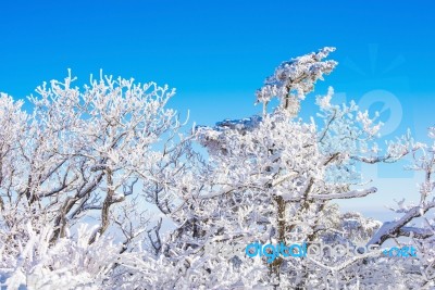 Deogyusan Mountains In Winter, Korea Stock Photo