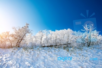 Deogyusan Mountains Is Covered By Snow In Winter,south Korea Stock Photo