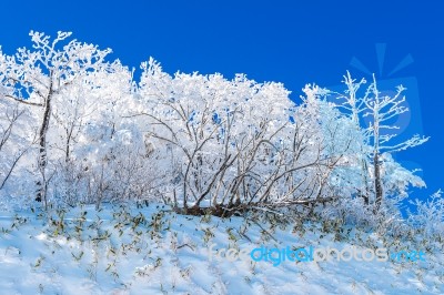 Deogyusan Mountains Is Covered By Snow In Winter,south Korea Stock Photo