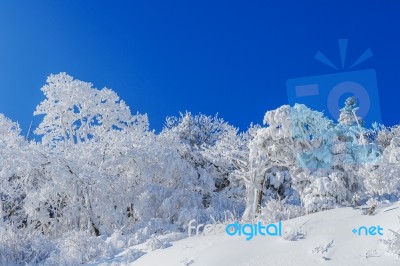 Deogyusan Mountains Is Covered By Snow In Winter,south Korea Stock Photo