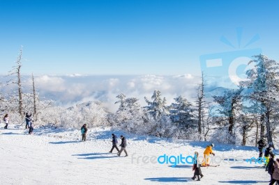 Deogyusan,korea - January 23: Skiers And Tourists In Deogyusan Ski Resort On Deogyusan Mountains,south Korea On January 23, 2015 Stock Photo