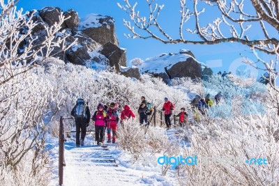 Deogyusan,korea - January 23: Tourists Taking Photos Of The Beautiful Scenery Around Deogyusan,south Korea On January 23, 2015 Stock Photo