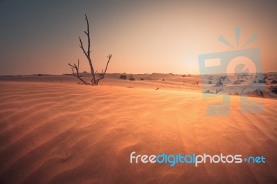 Desert At Sunset Stock Photo