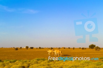 Desert Landscape In Sudan Stock Photo