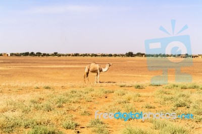 Desert Landscape In Sudan Stock Photo