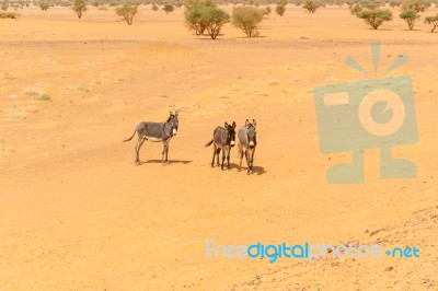 Desert Landscape In Sudan Stock Photo