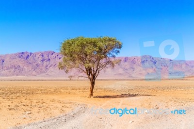 Desert Landscape Near Sesriem In Namibia Stock Photo